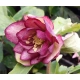 CIEMIERNIK Double Dark Pink - sadzonki 10 / 15 cm