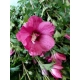 HIBISKUS NA PNIU Tower Ruby - sadzonki 80 / 100 cm