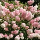 HORTENSJA bukietowa Vanille Fraise - sadzonki 20 / 30 cm
