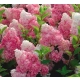 HORTENSJA VANILLE FRAISE na pniu - sadzonki 140 / 160 cm