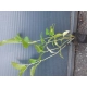 HORTENSJA ogrodowa Bouqet Rose - sadzonki 30 / 50 cm