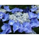 HORTENSJA ogrodowa niebieska Blaumeise - sadzonki 10 / 15 cm