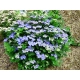HORTENSJA ogrodowa niebieska Blaumeise - sadzonki 10 / 15 cm