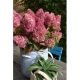 HORTENSJA bukietowa Gardenlight Redlight - sadzonki 20 / 30 cm