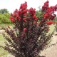 LAGERSTROEMIA CZERWONA czerwony liść - sadzonki 50 / 70 cm
