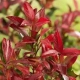 KIŚCIEŃ SCARLETTA ZEBLID zimozielone - sadzonki 10 / 20 cm