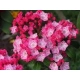 KALMIA Kardinal - sadzonki 30 / 50 cm