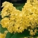 BEZ LILAK Primrose żółty - sadzonki 5 / 10 cm