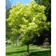 CATALPA KATALPA NA PNIU SZCZEPIONA AURENA -ŻÓŁTA - sadzonki 160 / 180 cm