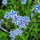 LITODORA Star - sadzonki 5 / 10 cm