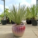 YUCCA JUKA PALMA DUŻA ROŚLINA Z POLSKIEJ PRODUKCJI 80 / 100 cm