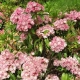 KALMIA Ginkona - sadzonki 30 / 50 cm