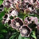 KALMIA Mitternacht - sadzonki 30 / 50 cm