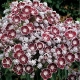KALMIA Tad - sadzonki 30 / 50 cm