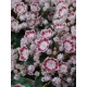 KALMIA Ginkona - sadzonki 30 / 50 cm