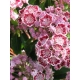 KALMIA Ginkona - sadzonki 30 / 50 cm