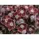KALMIA Tad - sadzonki 30 / 50 cm