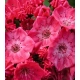 KALMIA Kardinal - sadzonki 30 / 50 cm