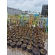 CATALPA KATALPA MINIATURA na pniu kulista szczepiona - sadzonki 120 / 140 cm
