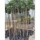 KLON kulisty zielony szczepiony Globosum - sadzonki 200 / 220 cm