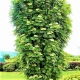 JARZĘBINA jadalna kolumnowa czerwona szczepiona - sadzonki 180 / 200 cm