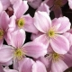 CLEMATIS POWOJNIK GÓRSKI różowy - sadzonki 10 / 20 cm