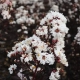 LAGERSTROEMIA BIAŁA czerwony liść - sadzonki 50 / 70 cm