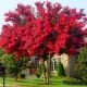 LAGERSTROEMIA bez południa czerwona - sadzonki 100 / 130 cm
