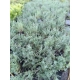 LAWENDA polska odmiana wieloletnia - sadzonki 10 / 20 cm