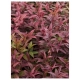 KIŚCIEŃ SCARLETTA ZEBLID zimozielone - sadzonki 10 / 20 cm