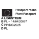 LIGUSTER żółty na pniu AUREUM - sadzonki 70 / 80 cm