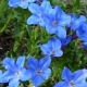 LITODORA Heavenly Blue - sadzonki 5 / 10 cm