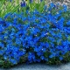 LITODORA Heavenly Blue - sadzonki 5 / 10 cm