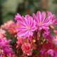 LEWIZJA Little Plum - sadzonki 5 / 10 cm