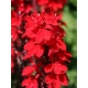 LOBELIA Queen Victoria - sadzonki 10 / 15 cm