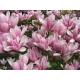 MAGNOLIA HEAVEN SCENT NA PNIU - sadzonki 160 / 190 cm