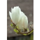 MAGNOLIA ALBA SUPERBA na pniu - sadzonki 70 / 90 cm