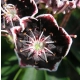 KALMIA Mitternacht - sadzonki 30 / 50 cm