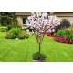 MAGNOLIA ALBA SUPERBA na pniu - sadzonki 70 / 90 cm