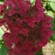 HORTENSJA bukietowa czerwona Wims Red - sadzonki 20 / 30 cm