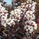 LAGERSTROEMIA BIAŁA czerwony liść - sadzonki 50 / 70 cm