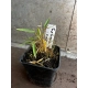 BAMBUS argenteostriatus pumilus - sadzonki 10 / 20 cm