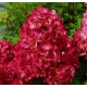 HORTENSJA bukietowa Gardenlight Redlight - sadzonki 20 / 30 cm