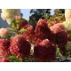 HORTENSJA bukietowa Gardenlight Redlight - sadzonki 20 / 30 cm