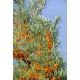 ROKITNIK leczniczy Męski - sadzonki 50 / 80 cm