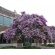 LAGERSTROEMIA jasnoróżowa bez południa - sadzonki 100 / 130 cm