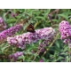 BUDLEJA DAWIDA Berries Cream - sadzonki 10 / 15 cm