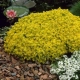 ROZCHODNIK OSTRY żółty Yellow Queen - sadzonki 5 / 10 cm