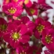 SKALNICA Marto Hot Rose - sadzonki 5 / 10 cm