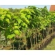 CATALPA KATALPA NA PNIU SZCZEPIONA AURENA -ŻÓŁTA - sadzonki 100 / 130 cm